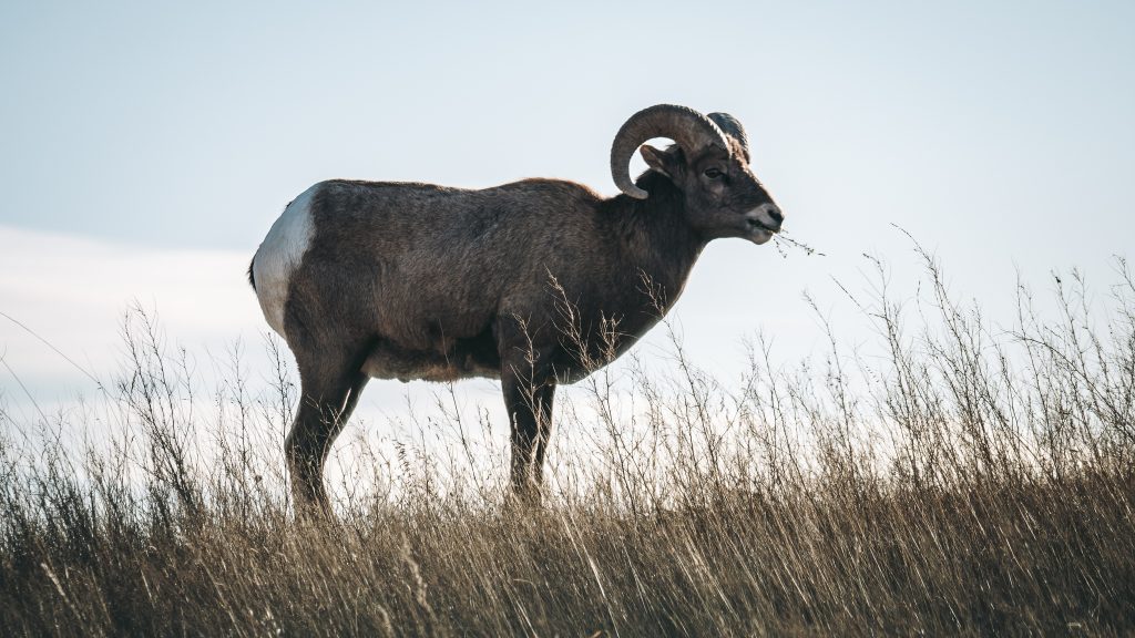 Badlands National Park South Dakota Bighorn Sheep 